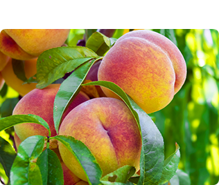 モモの葉α-グルカン