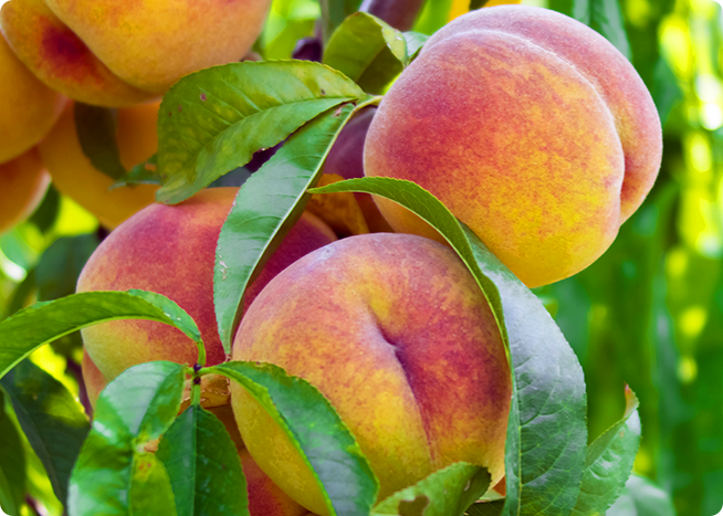 モモの葉α-グルカン