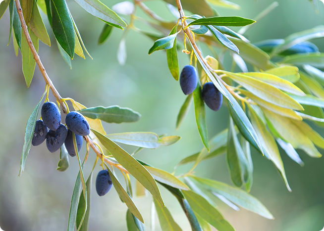 オリーブ葉エキス