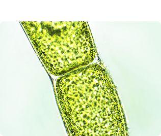 植物プランクトンエキス（整肌成分プランクトンエキス）