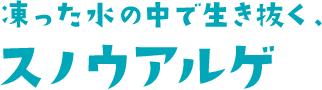 凍った水の中で生き抜く、 スノウアルゲ