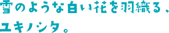 雪のような白い花を羽織る、ユキノシタ。