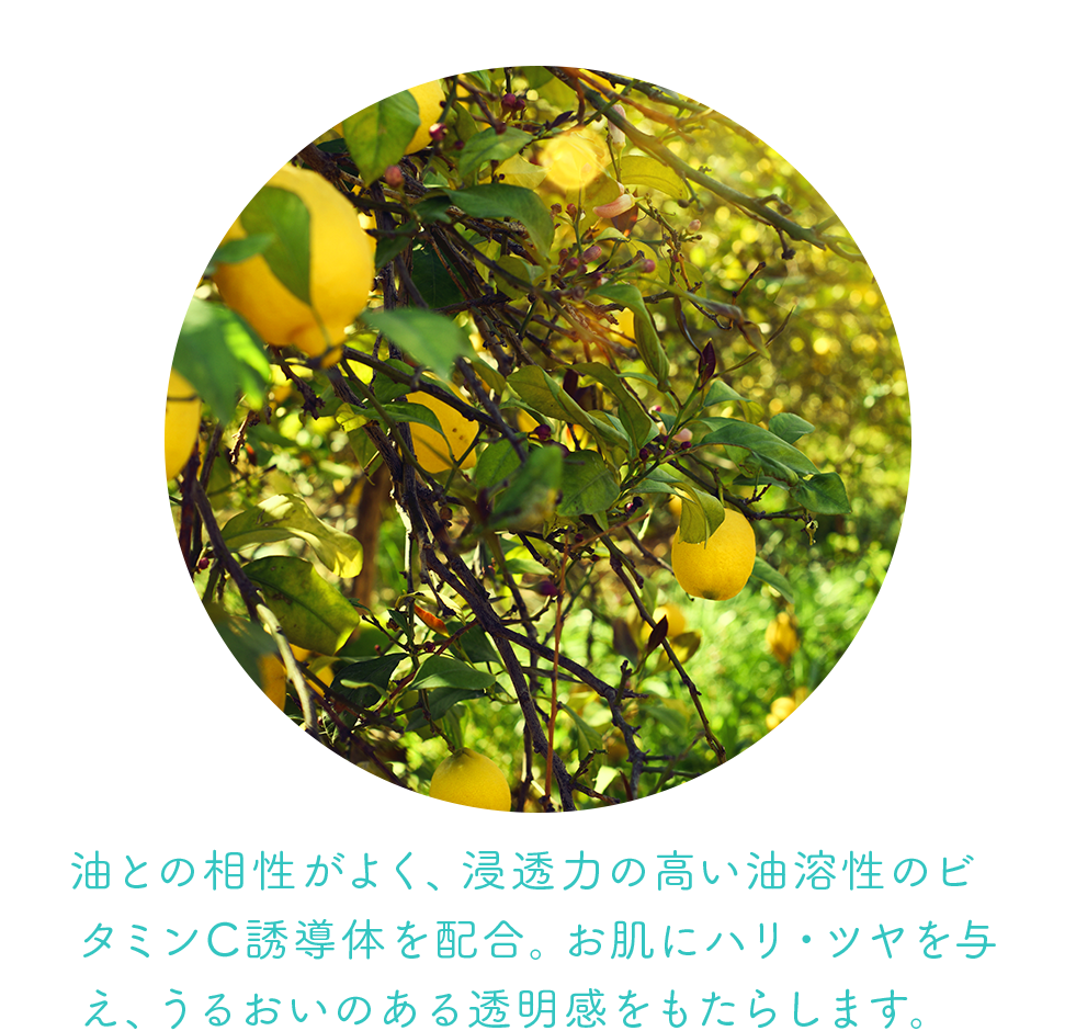 浸透型ビタミンC誘導体