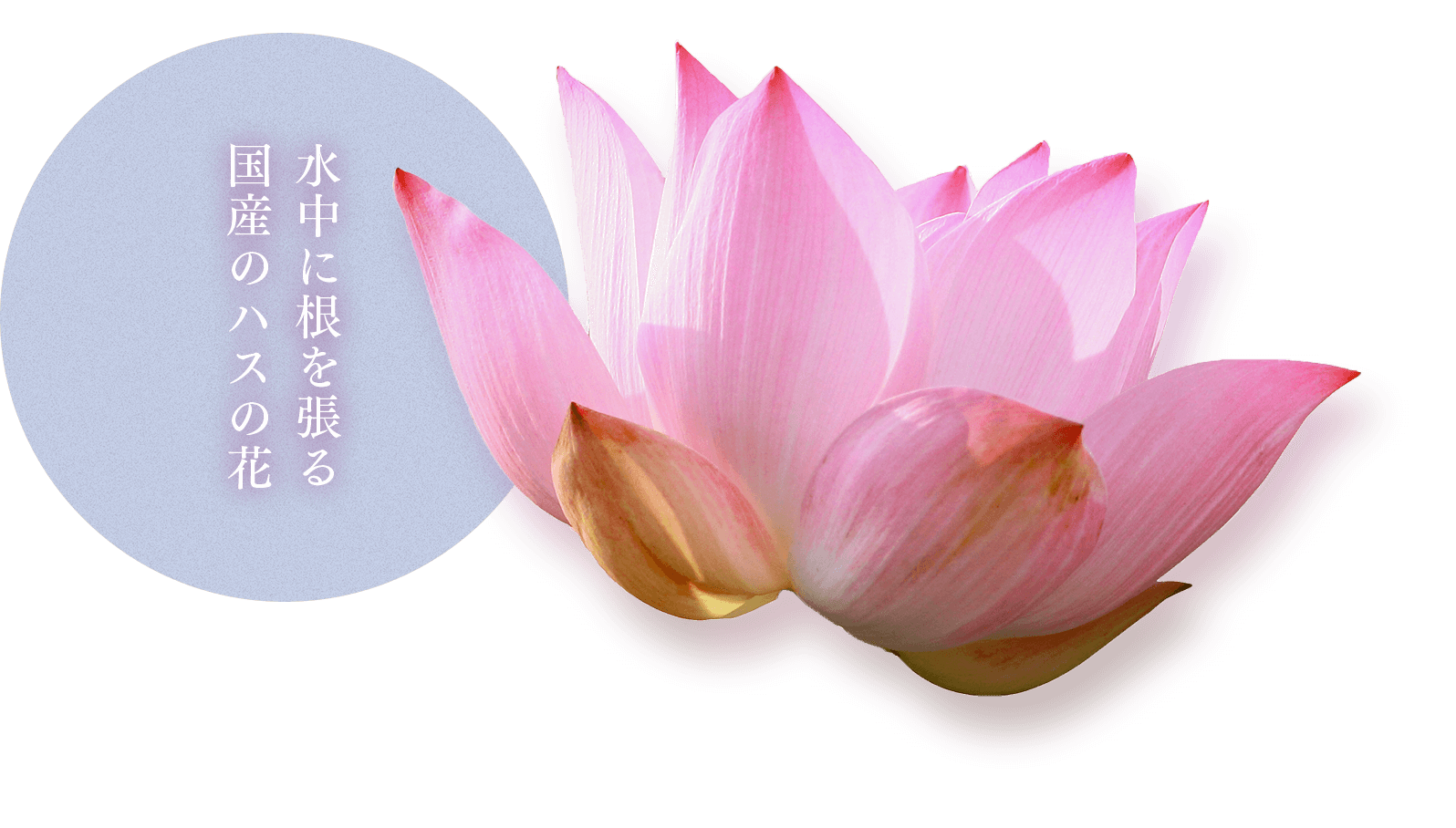 みずみずしい弾力にブドウつるエキス