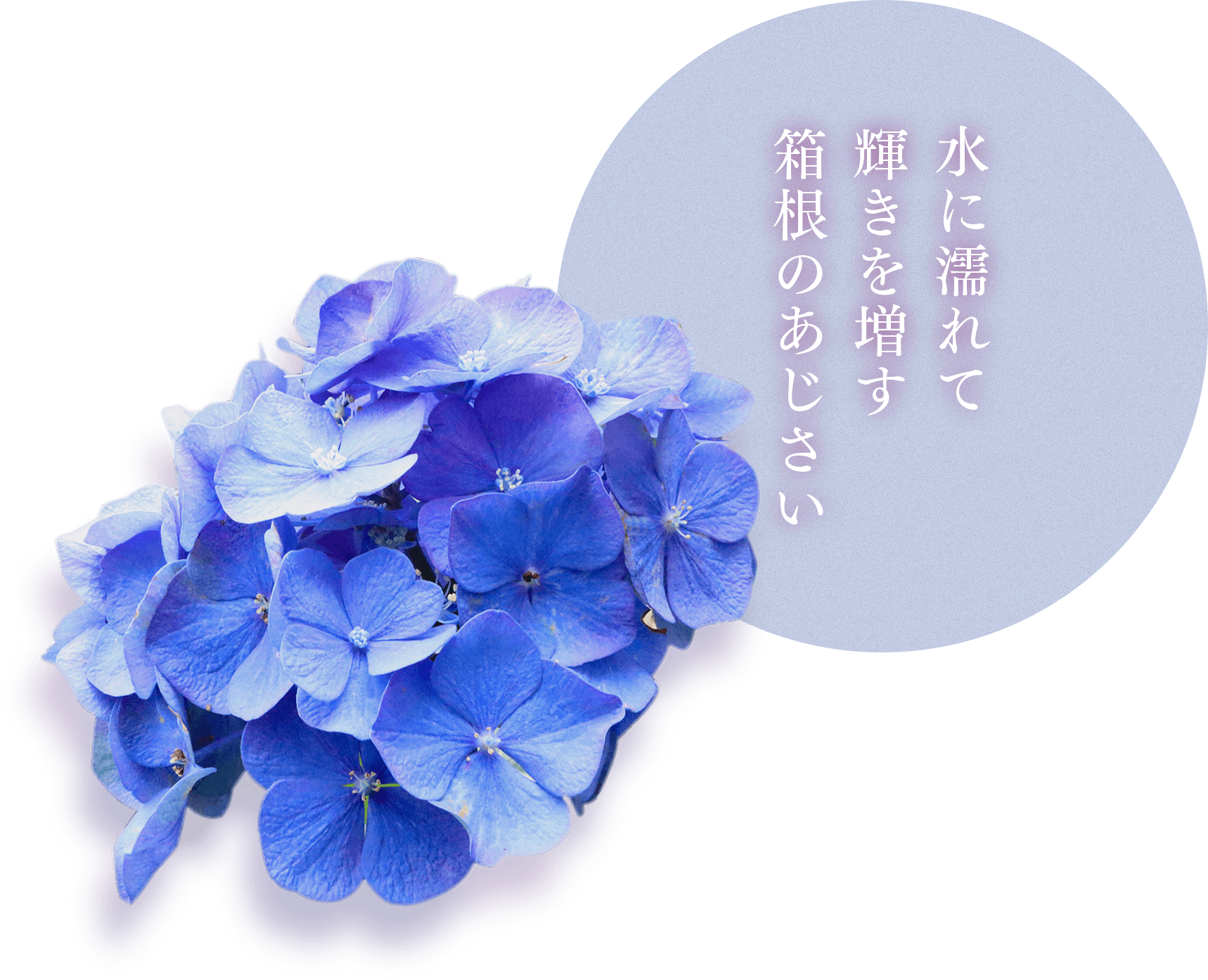 箱根ルルルン　しっとりアジサイの香り